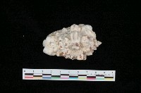 藏品(粗瘤鳳凰螺)的圖片